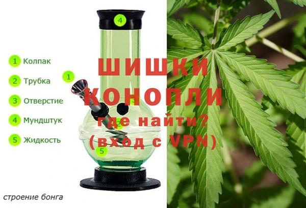 прущие грибы Алзамай
